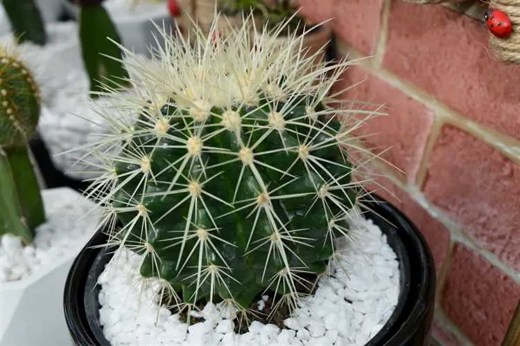 ¿cuánto Tiempo Puede Durar Un Cactus Sin Agua Descúbrelo Aquí