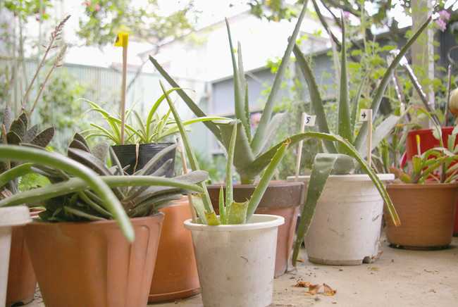 Consejos Para Cuidar Las Plantas De Tu Comunidad