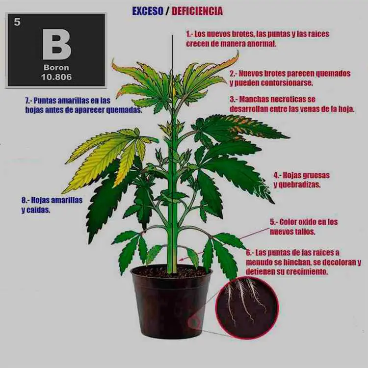 ¿Qué Función Tiene El Boro En Las Plantas? | Importancia Y Beneficios ...