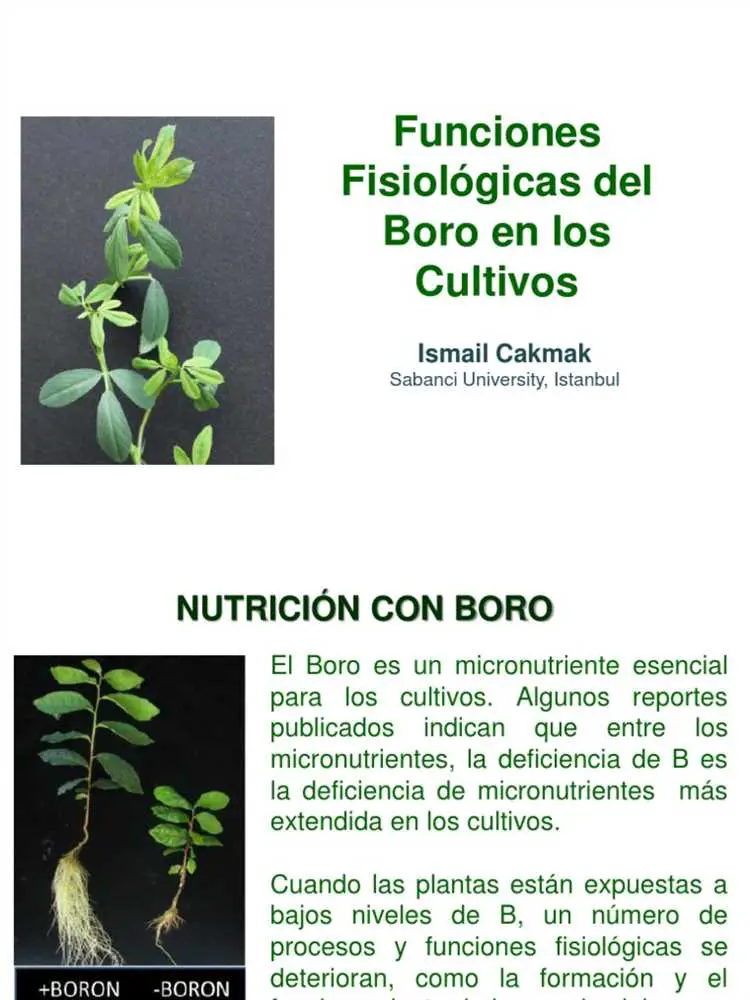 ¿Qué Función Tiene El Boro En Las Plantas? | Importancia Y Beneficios ...